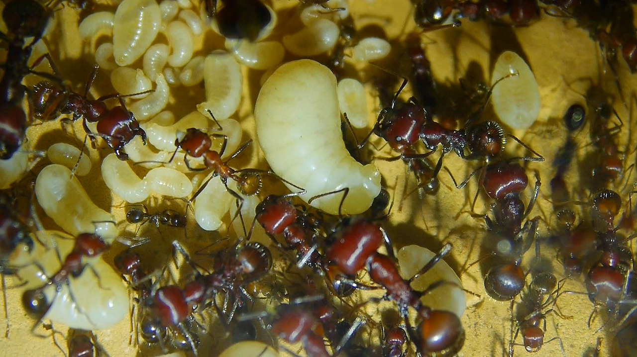 Messor cephalotes Königinnenlarven 5