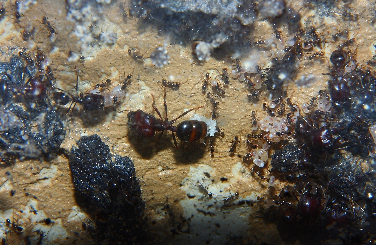 Carebara diversa  3