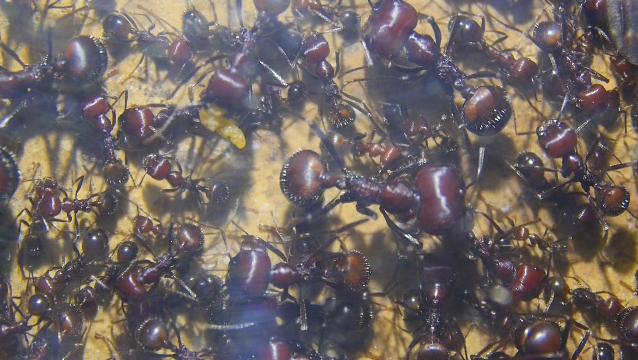 Messor cephalotes Major Arbeiterinnen