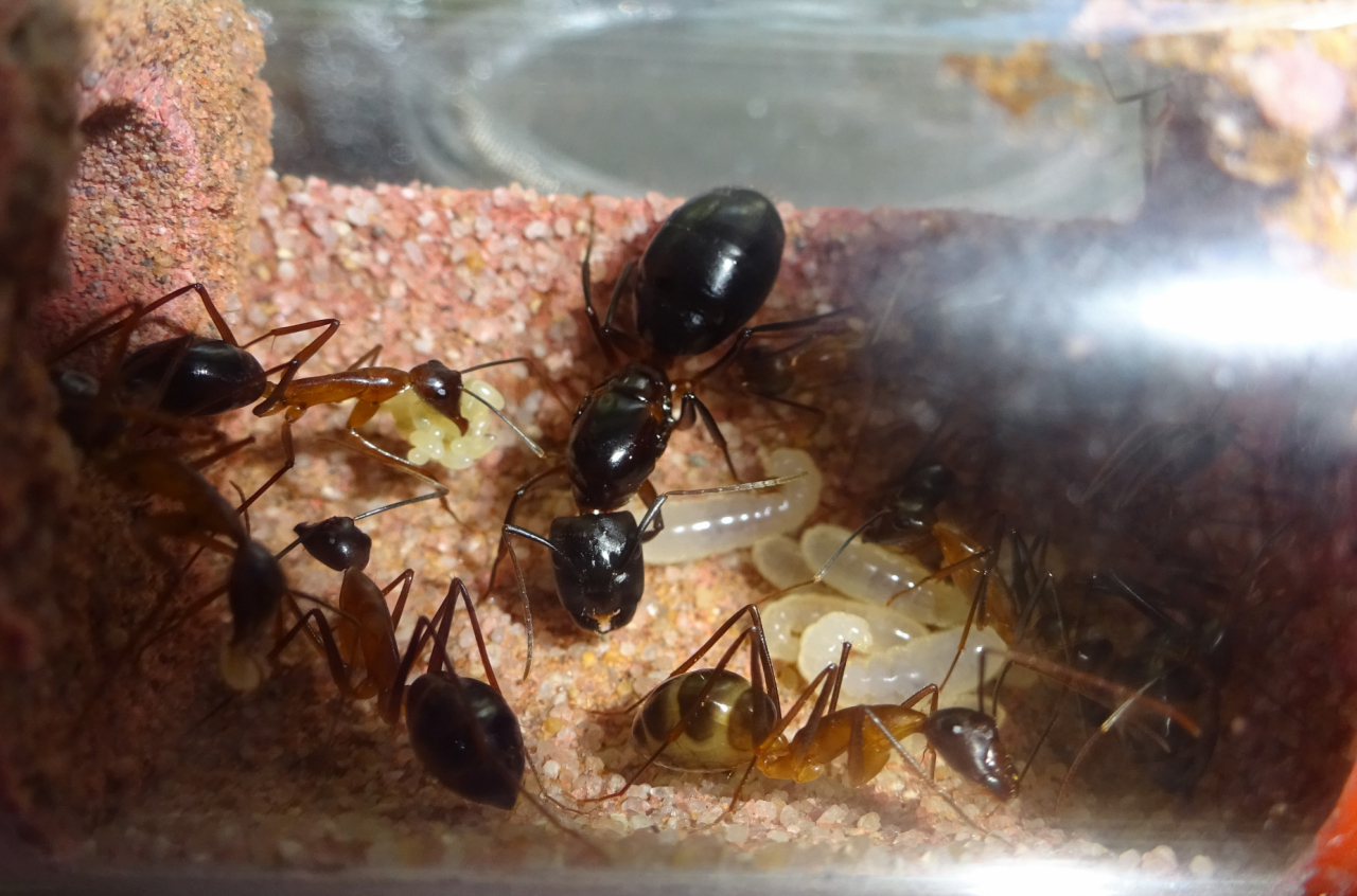 C. pompeius Queen