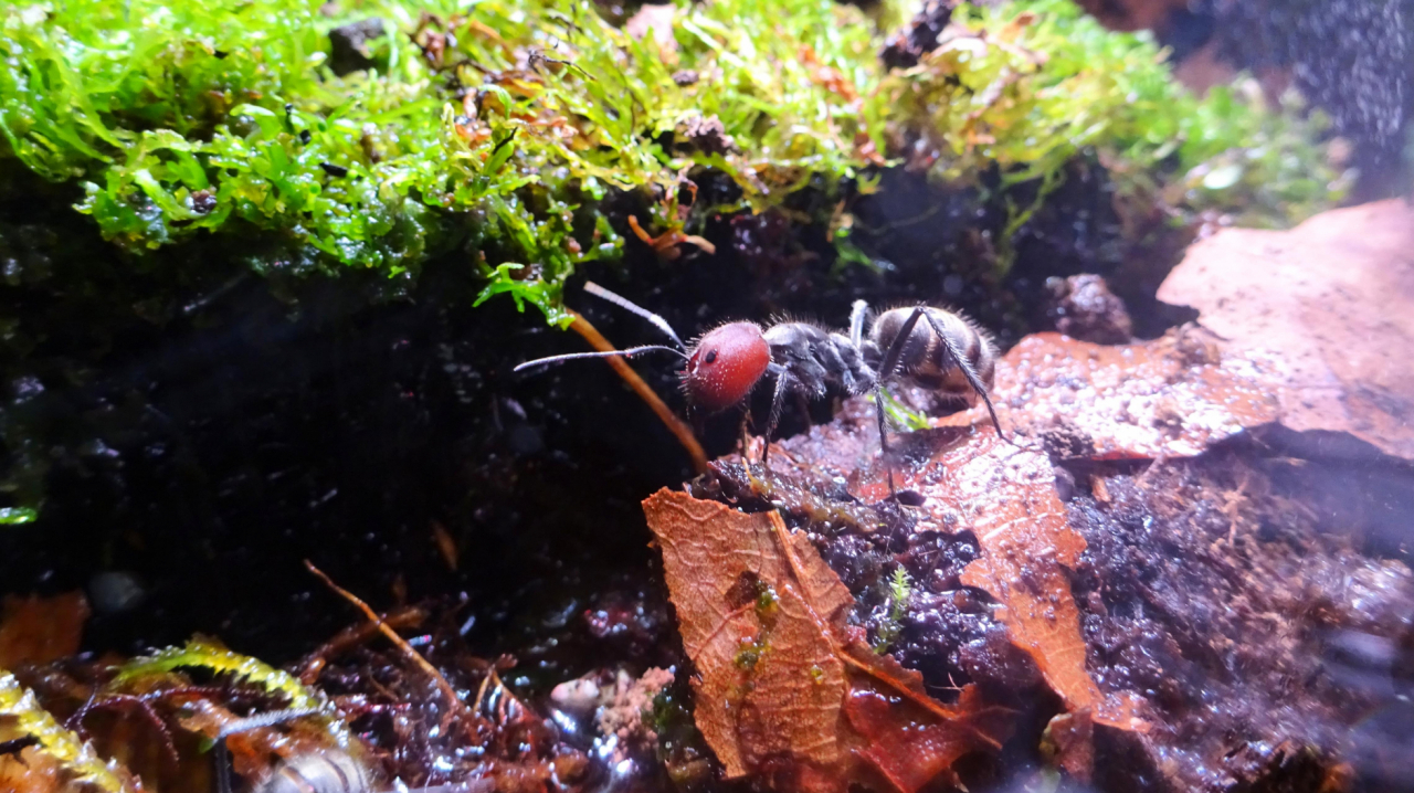 Camponotus singularis