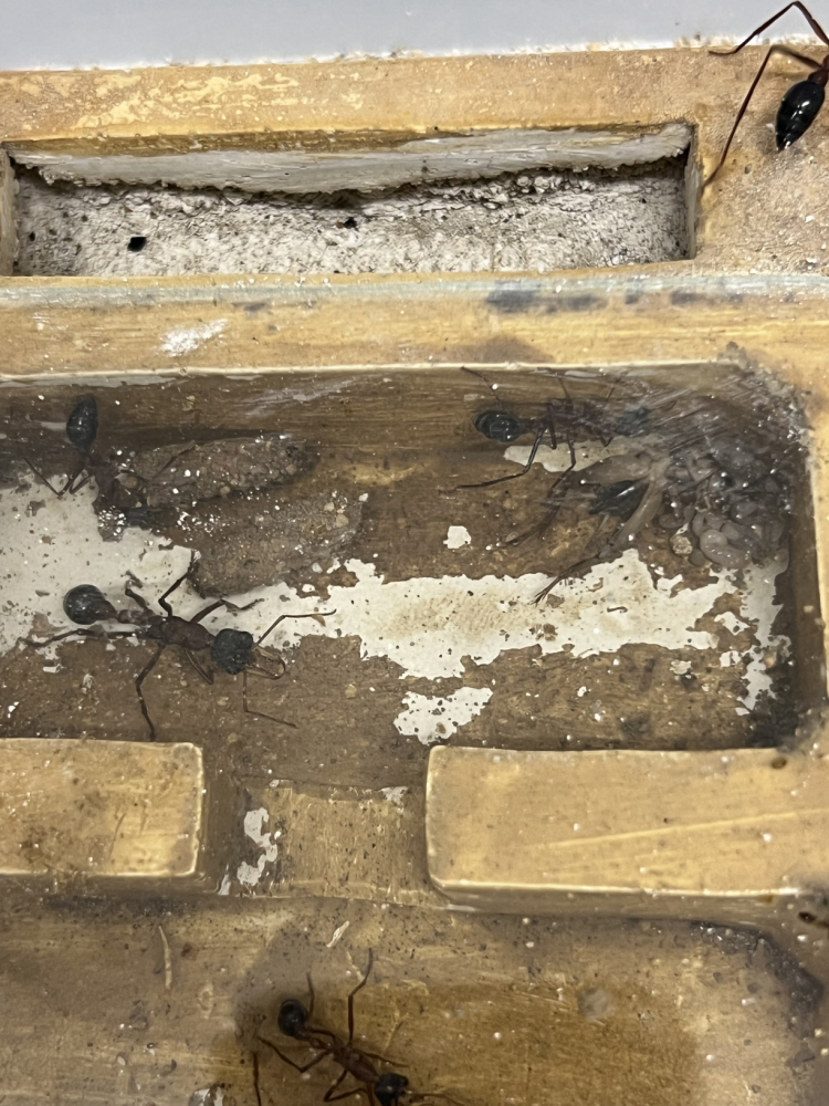 Nest (2)