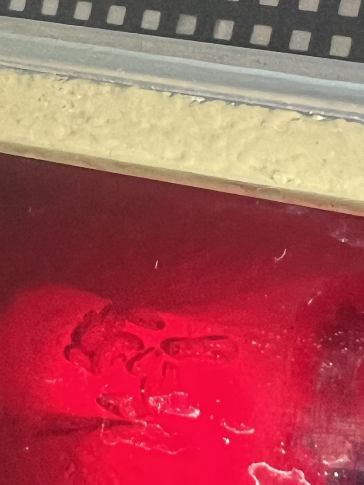 Königin im neuen Nest samt Brut (2)