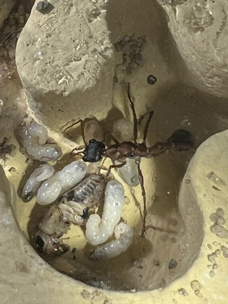 Larven im Nest (5)