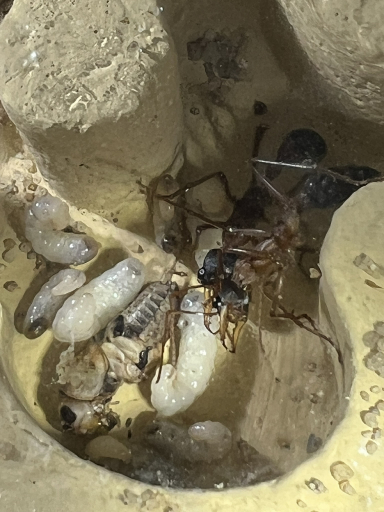 Larven im Nest (4)