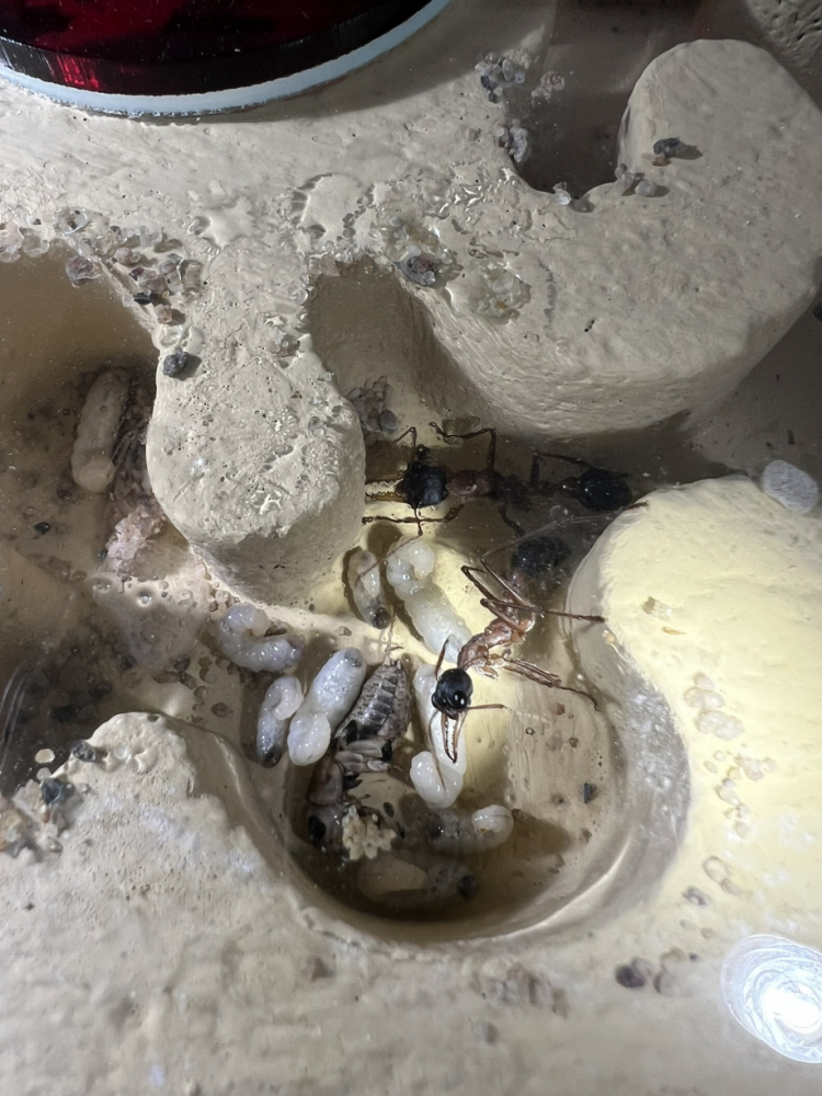Larven im Nest (3)