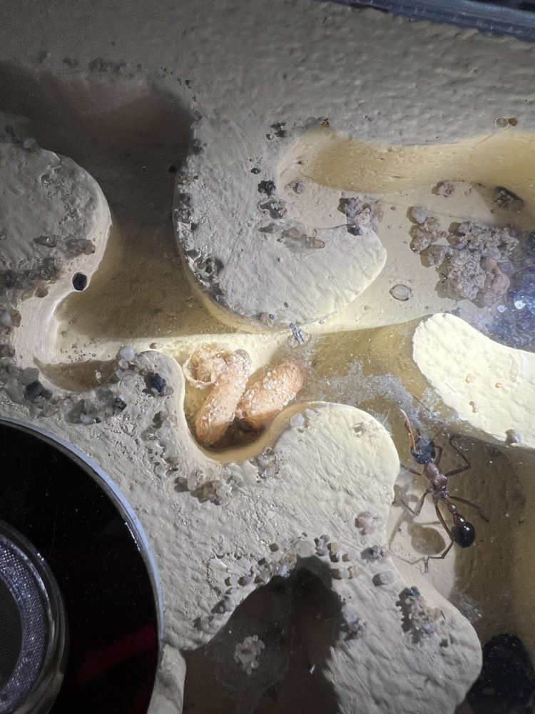 Brut im Nest März 2025 (5)
