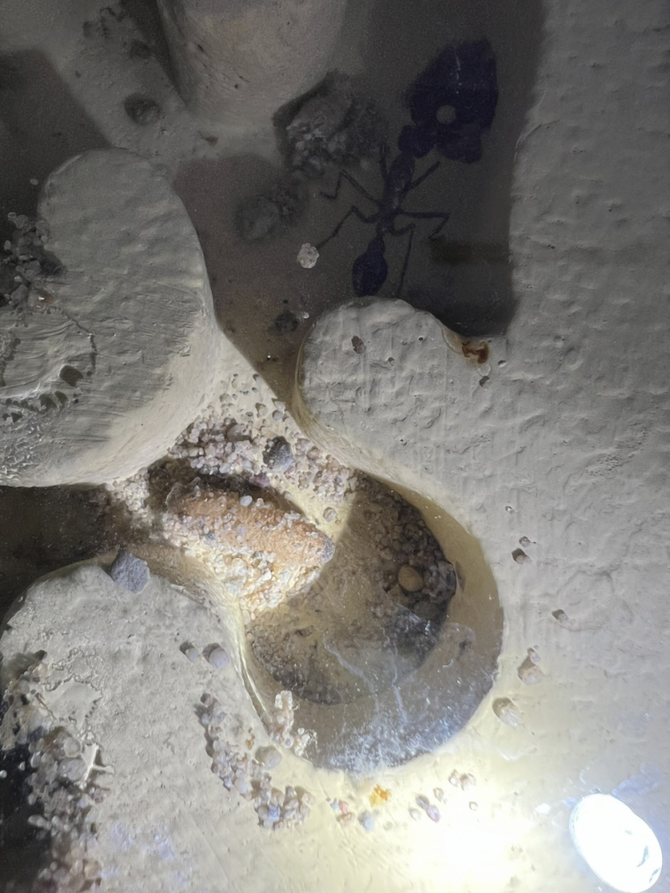 Brut im Nest März 2025 (4)