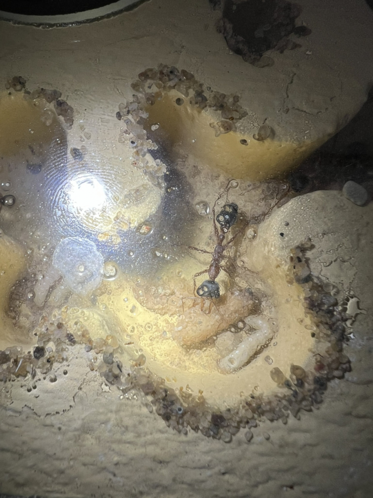 Brut im Nest März 2025 (3)