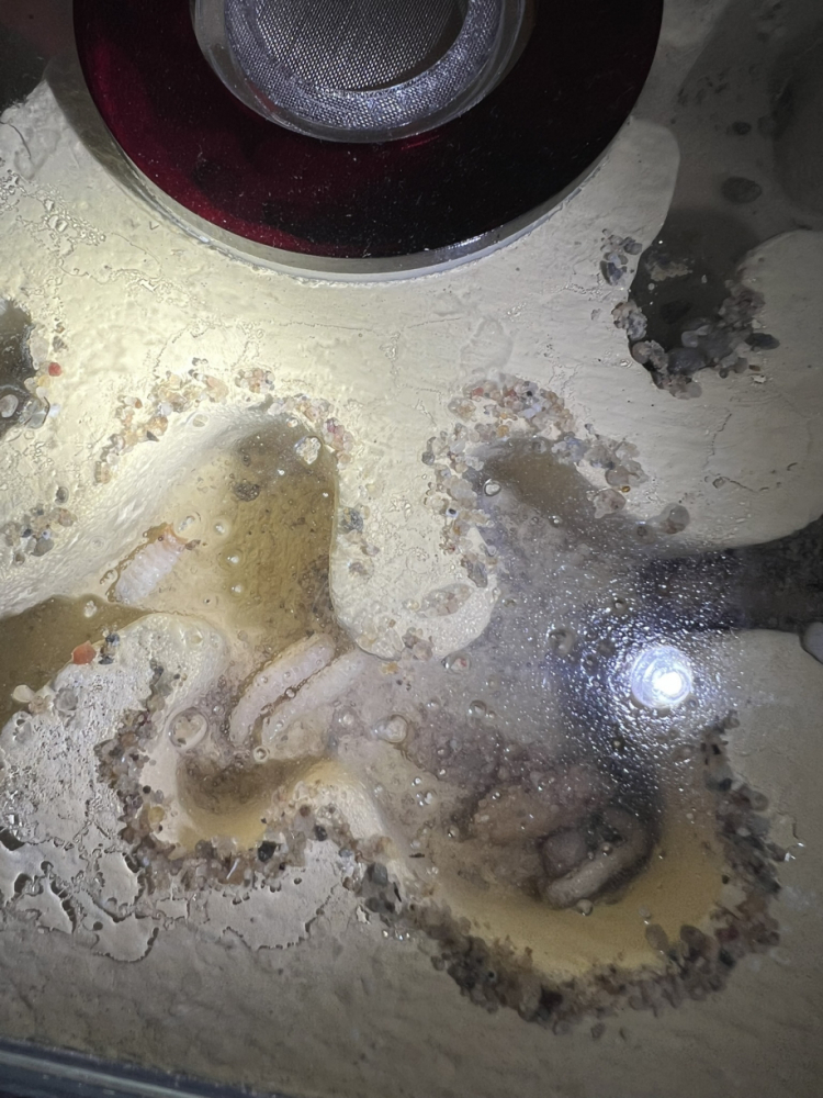 Brut im Nest März 2025 (2)