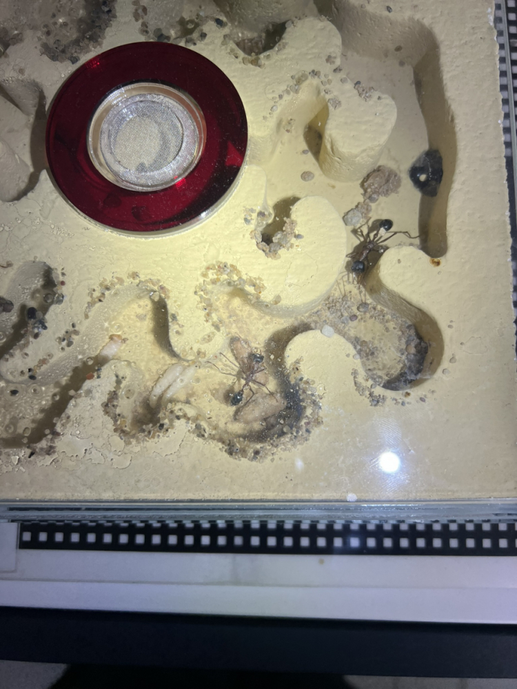 Brut im Nest März 2025 (1)
