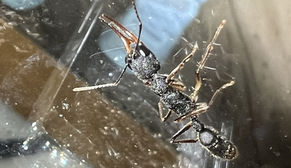 Harpegnathos venator