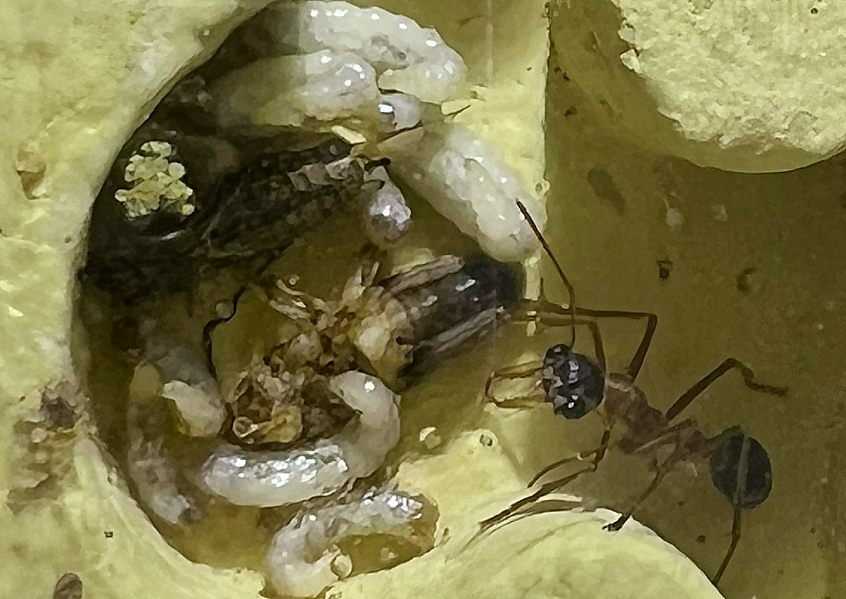 Myrmecia desertorum