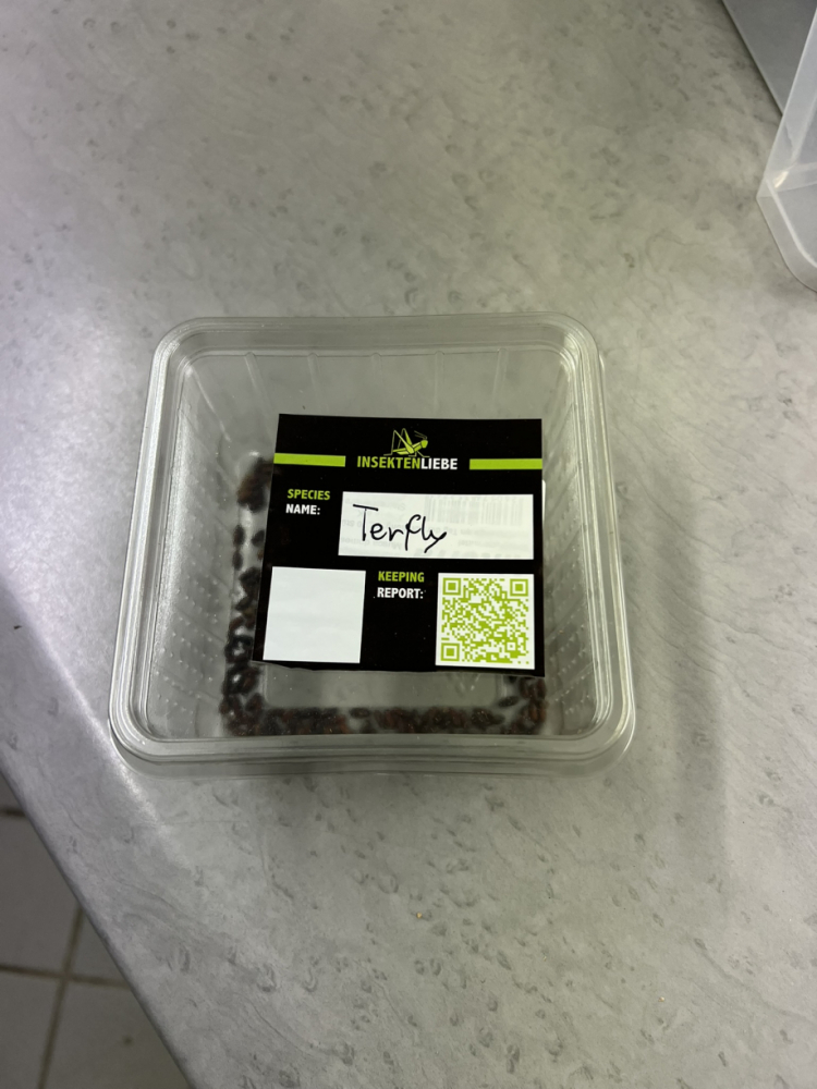 Terflys (1)