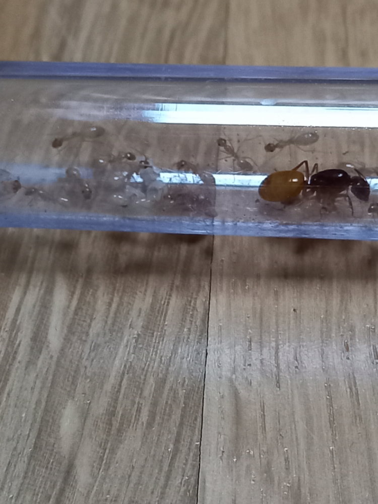 Camponotus fedschenkoi Kolonie