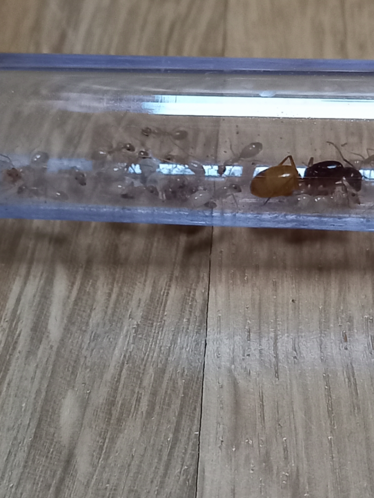 Camponotus fedschenkoi Kolonie