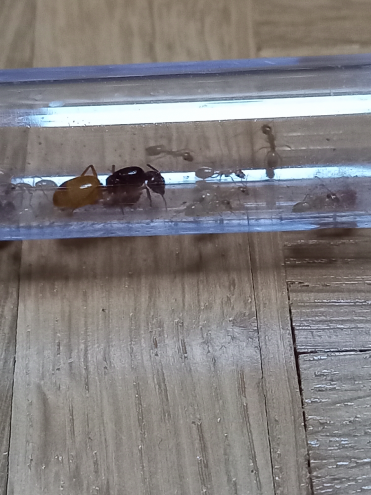 Camponotus fedschenkoi Kolonie
