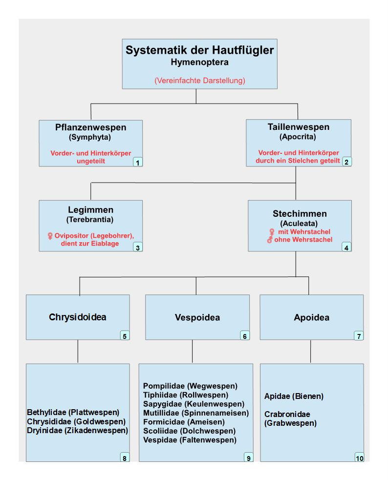 Systematik Face