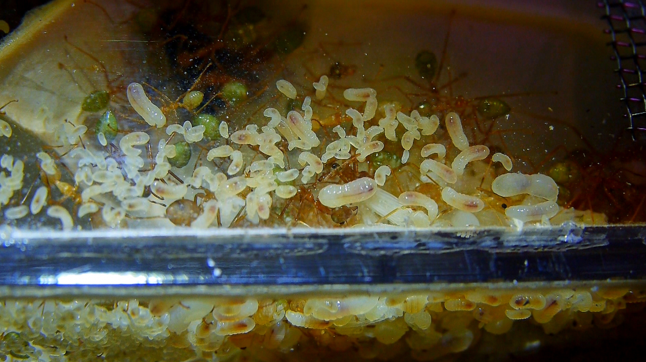 Oecophylla smaragdina Larvem  im Nest