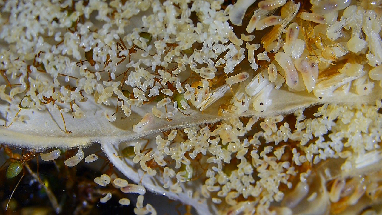 Oecophylla smaragdina Larven  im Nest