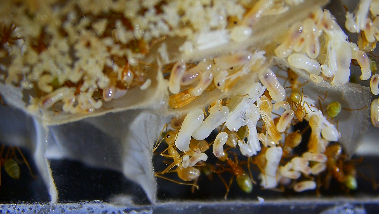 Oecophylla smaragdina Puppen
