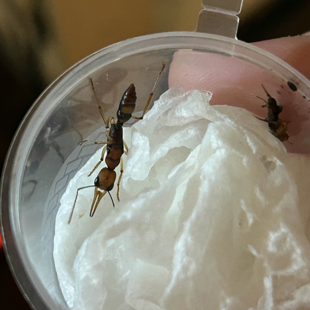 Harpegnathos honestoi Königin