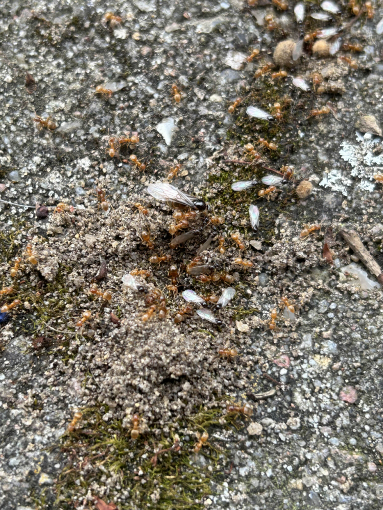 Lasius cf. flavus Schwarmflug