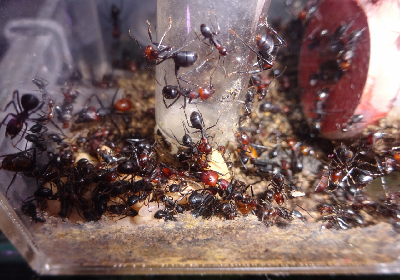 C. pressipes errans 1