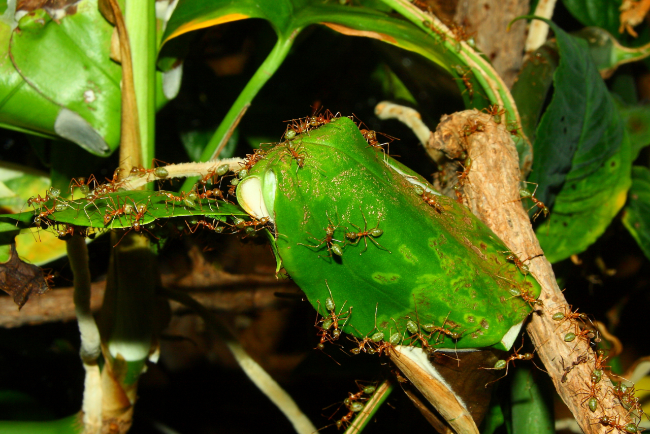 Oecophylla smaragdina Blätternest _2