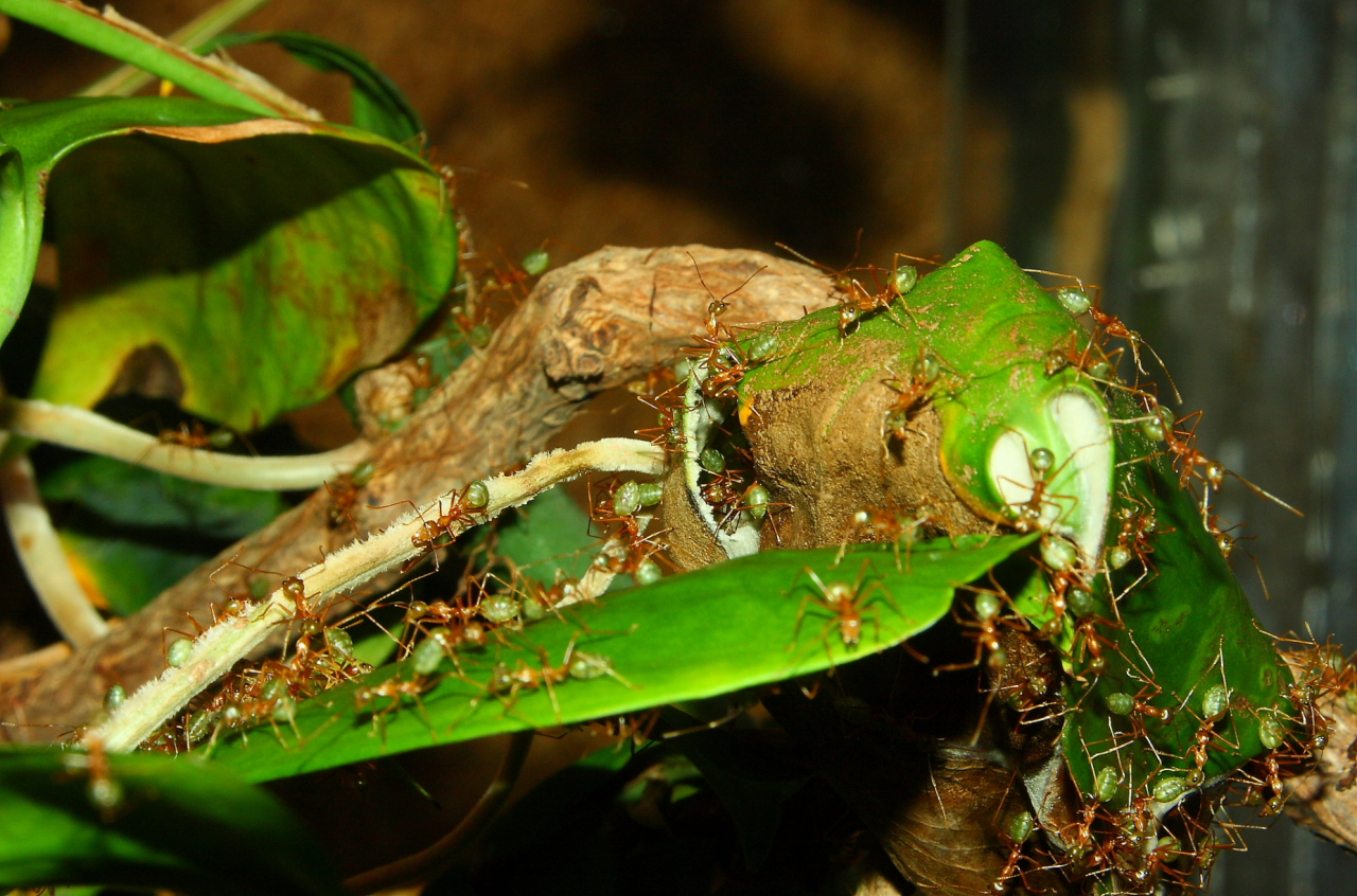 Oecophylla smaragdina Blätternest _3