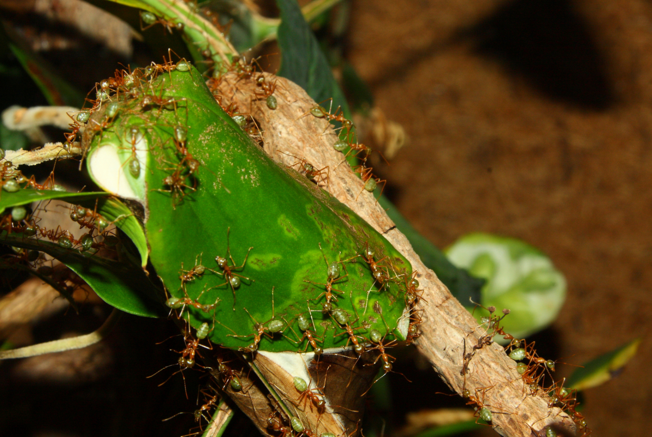 Oecophylla smaragdina Blätternest _4