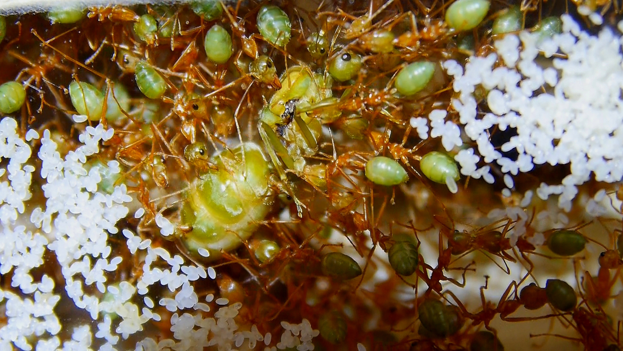 Legende Oecophylla smaragdina Königin_1