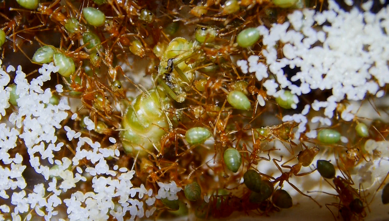 Legende Oecophylla smaragdina Königin_2