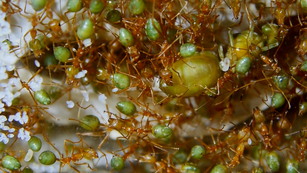 Oecophylla smaragdina Königin mit Brut_2