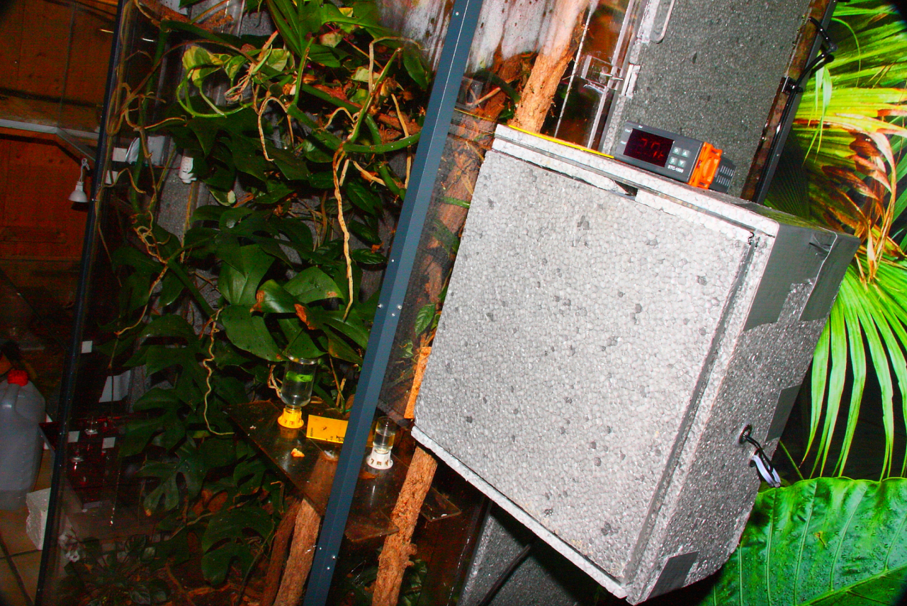 Oecophylla smaragdina Nestbox_5