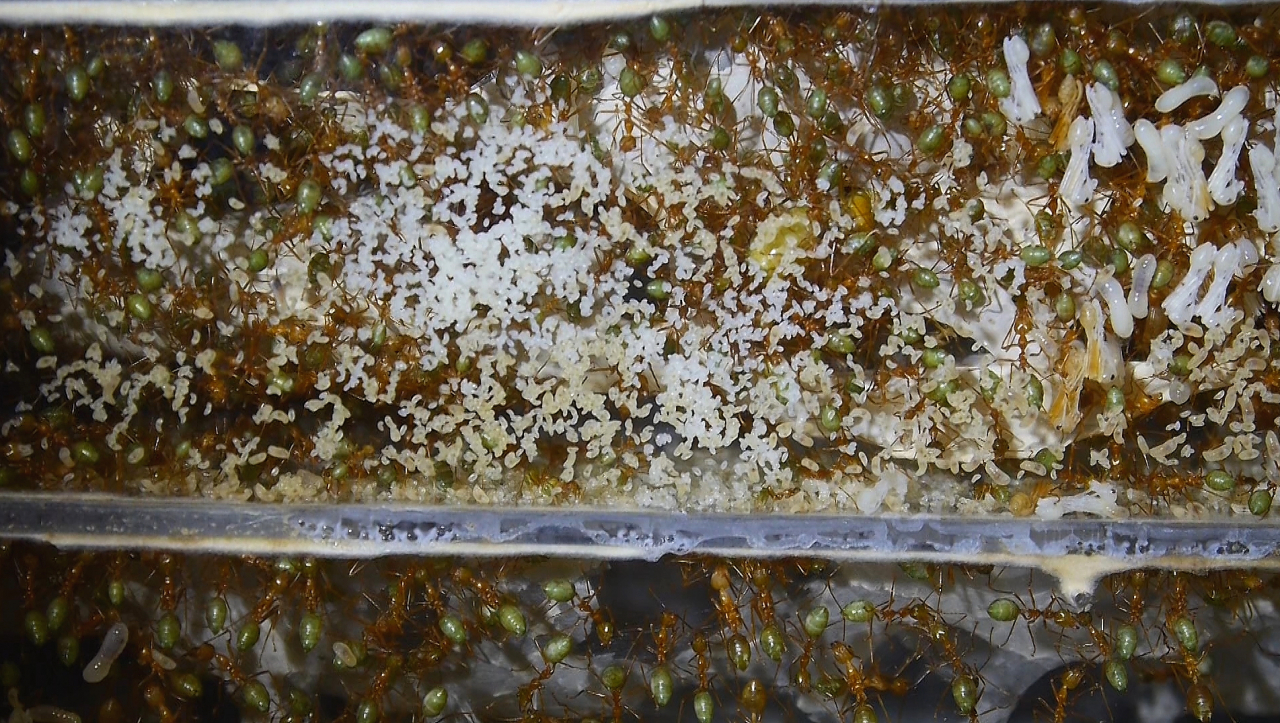 Oecophylla smaragdina Larven_1