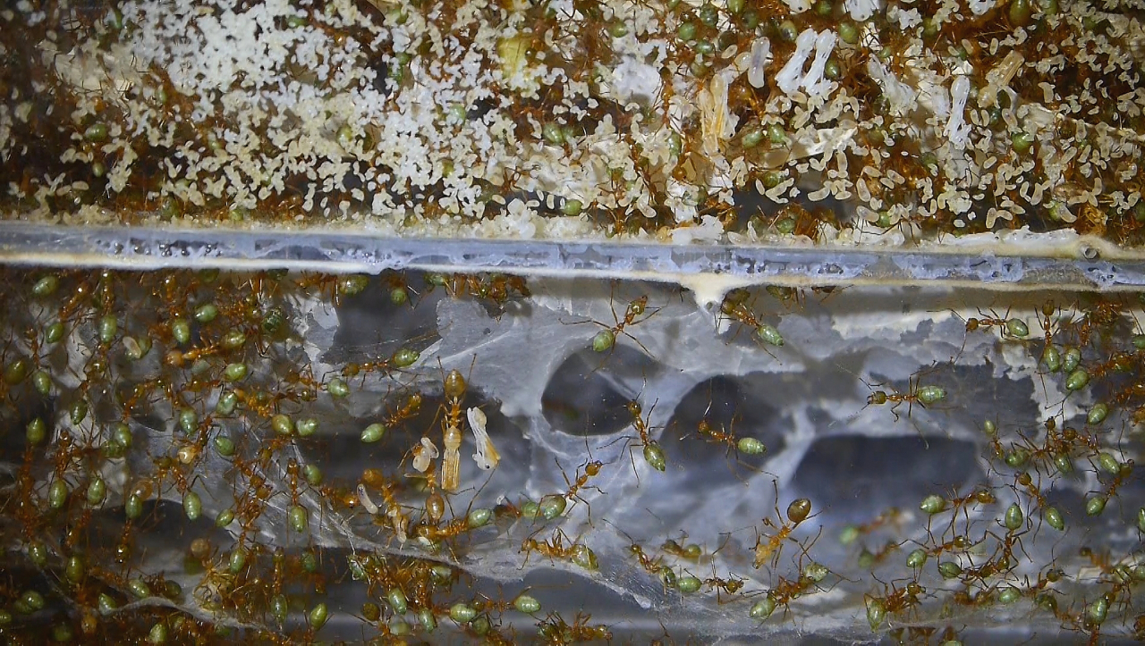 Oecophylla smaragdina Larven_2