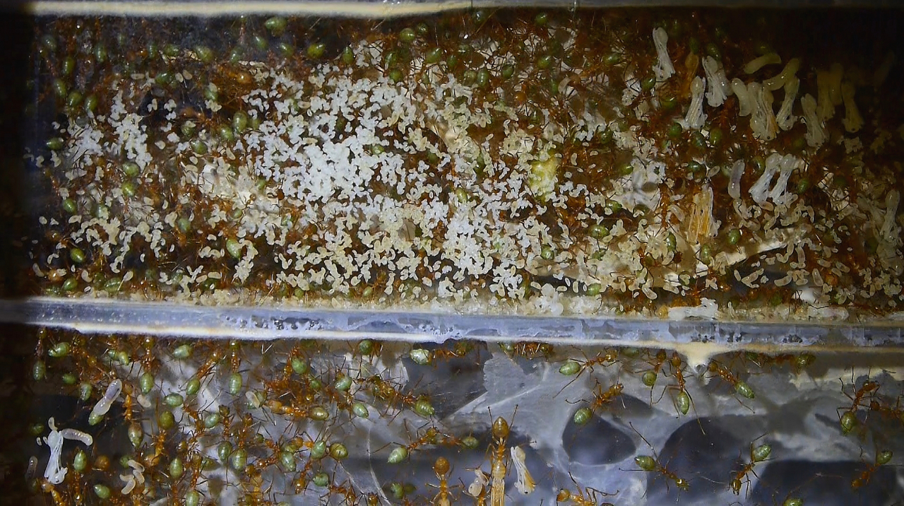 Oecophylla smaragdina Larven_4