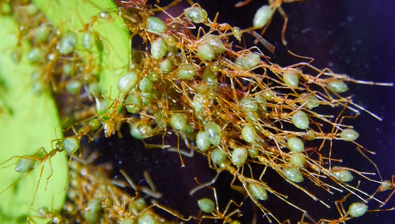 Oecophylla smaragdina Teamwork_2