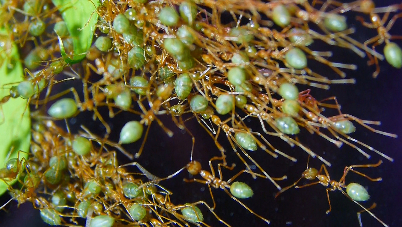 Oecophylla smaragdina Teamwork_3