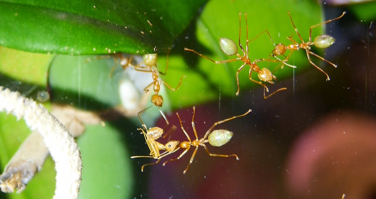 Oecophylla smaragdina  Arbeiterin wird getragen_4