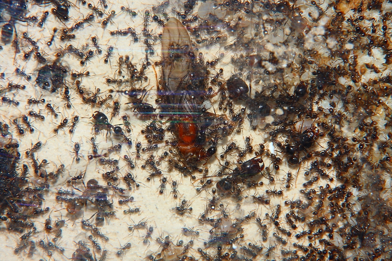 Carebara diversa  6
