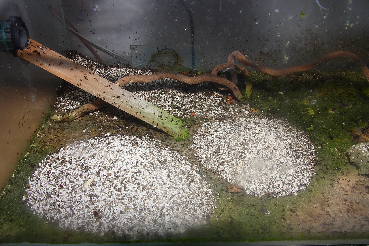 Carebara diversa  7