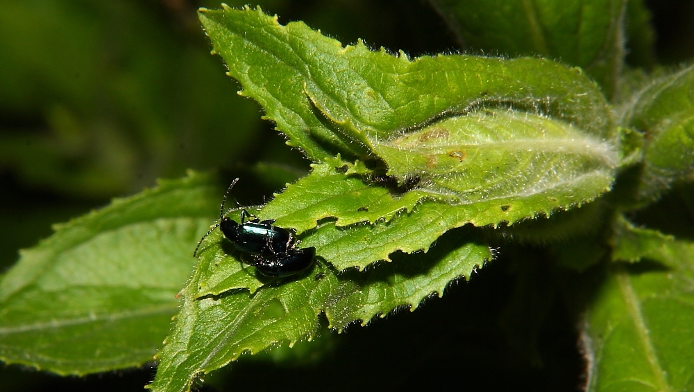 Insekten  17