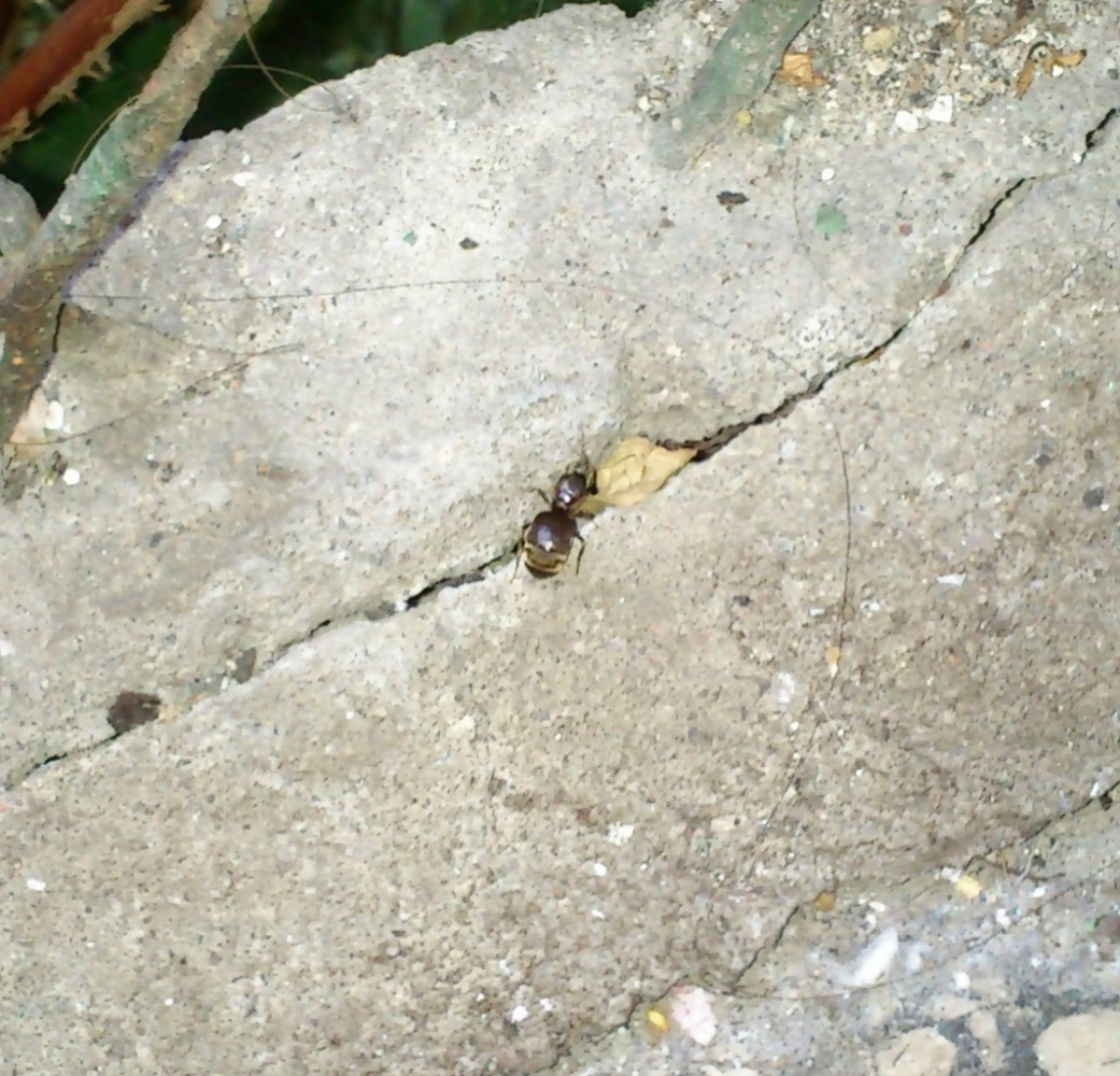 Lasius niger