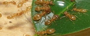 Lasius flavus
