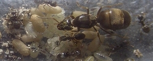 Lasius niger