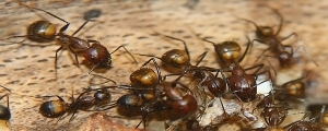 Camponotus nicobarensis