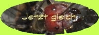JetztGleich