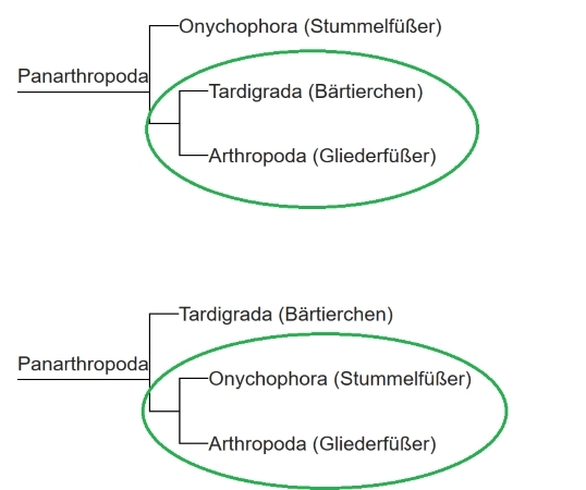 Monophylum